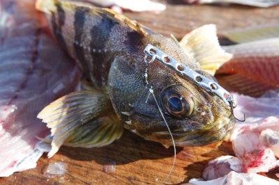 Maori Sea Perch