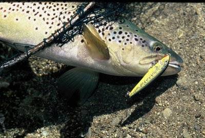 gazdarica Vijeće Prvenstvo trout fishing bait new zealand lakat